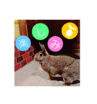 うさぎのぴーちゃんスタンプ（個別スタンプ：11）