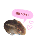 うさぎのぴーちゃんスタンプ（個別スタンプ：12）