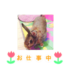 うさぎのぴーちゃんスタンプ（個別スタンプ：16）