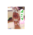 うさぎのぴーちゃんスタンプ（個別スタンプ：17）