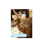 うさぎのぴーちゃんスタンプ（個別スタンプ：18）