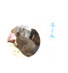 うさぎのぴーちゃんスタンプ（個別スタンプ：20）