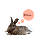 うさぎのぴーちゃんスタンプ（個別スタンプ：21）