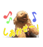 トイプードル キメル（個別スタンプ：5）
