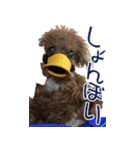 トイプードル キメル（個別スタンプ：6）