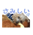 トイプードル キメル（個別スタンプ：10）