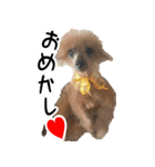 トイプードル キメル（個別スタンプ：13）