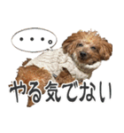 トイプードル キメル（個別スタンプ：14）