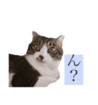 こなさん__。（個別スタンプ：12）