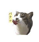 こなさん__。（個別スタンプ：13）