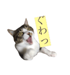 こなさん__。（個別スタンプ：14）