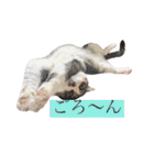 こなさん__。（個別スタンプ：23）