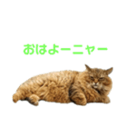 デブネコとら（あいさつ）（個別スタンプ：1）