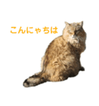 デブネコとら（あいさつ）（個別スタンプ：2）