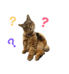 デブネコとら（あいさつ）（個別スタンプ：3）