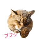 デブネコとら（あいさつ）（個別スタンプ：4）