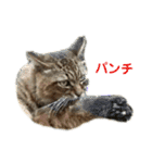 デブネコとら（あいさつ）（個別スタンプ：6）