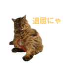 デブネコとら（あいさつ）（個別スタンプ：8）