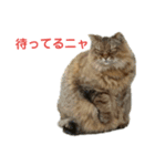 デブネコとら（あいさつ）（個別スタンプ：9）