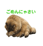 デブネコとら（あいさつ）（個別スタンプ：13）