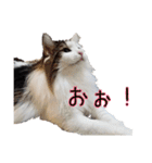 のるうぇーじゃんふぉれすときゃっと（個別スタンプ：2）