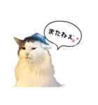 のるうぇーじゃんふぉれすときゃっと（個別スタンプ：3）
