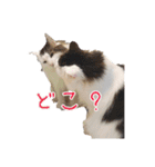 のるうぇーじゃんふぉれすときゃっと（個別スタンプ：4）