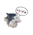 のるうぇーじゃんふぉれすときゃっと（個別スタンプ：8）
