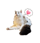 のるうぇーじゃんふぉれすときゃっと（個別スタンプ：10）