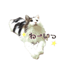 のるうぇーじゃんふぉれすときゃっと（個別スタンプ：11）