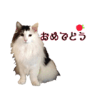 のるうぇーじゃんふぉれすときゃっと（個別スタンプ：13）