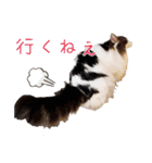 のるうぇーじゃんふぉれすときゃっと（個別スタンプ：14）