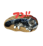 たぬ ( かかVer. )（個別スタンプ：4）
