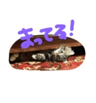 たぬ ( かかVer. )（個別スタンプ：7）
