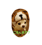 うちのちわわさんたち（個別スタンプ：1）