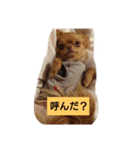 うちのちわわさんたち（個別スタンプ：2）