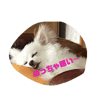 うちのちわわさんたち（個別スタンプ：5）