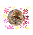 ココwithパワーアップキット（個別スタンプ：17）
