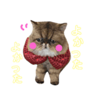 わんにゃん物語。（個別スタンプ：1）