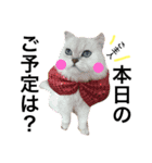 わんにゃん物語。（個別スタンプ：6）