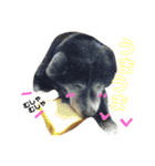 わんにゃん物語。（個別スタンプ：11）
