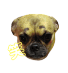 わんにゃん物語。（個別スタンプ：12）