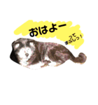 わんにゃん物語。（個別スタンプ：13）