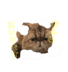 わんにゃん物語。（個別スタンプ：16）