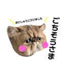 わんにゃん物語。（個別スタンプ：19）