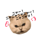 わんにゃん物語。（個別スタンプ：21）