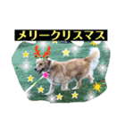 ゴールデンのニコと仲間のクリスマス正月用（個別スタンプ：2）