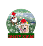 ゴールデンのニコと仲間のクリスマス正月用（個別スタンプ：3）