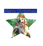 ゴールデンのニコと仲間のクリスマス正月用（個別スタンプ：4）