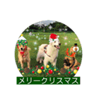 ゴールデンのニコと仲間のクリスマス正月用（個別スタンプ：5）